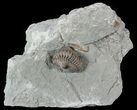 Detailed Flexicalymene Trilobite In Shale - Ohio #52669-2